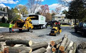 Trusted Port Charlotte, FL Tree Care Experts